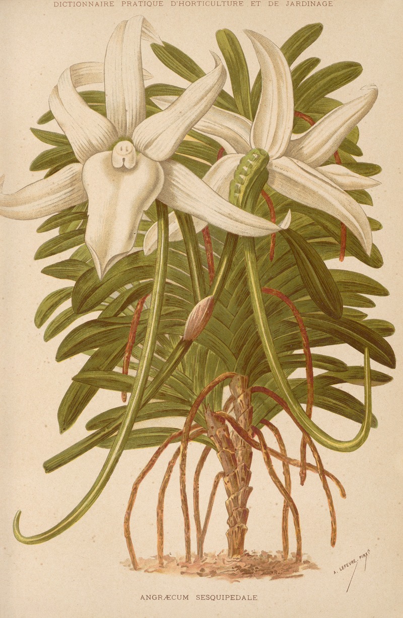 George Nicholson - Angraecum Sesquipedale