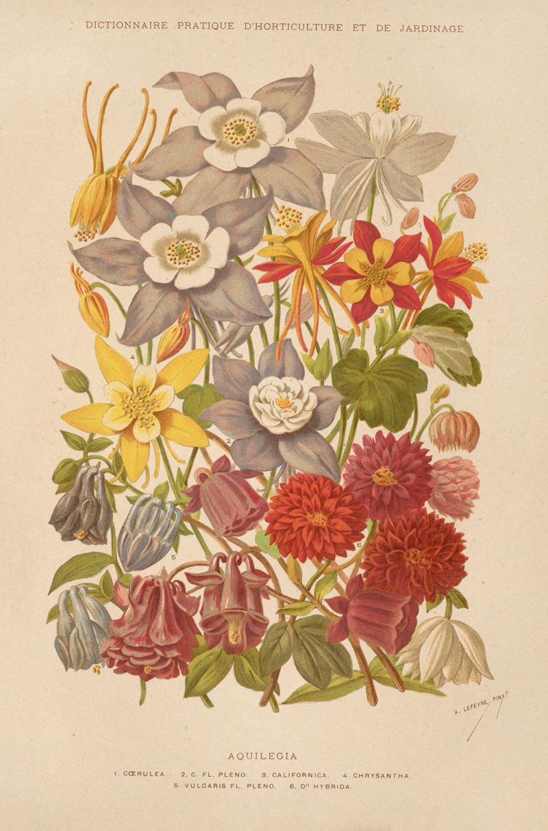 George Nicholson - Aquilegia