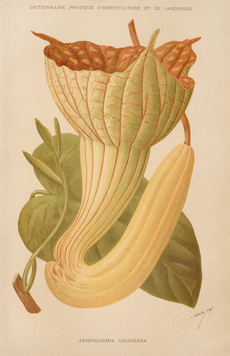 George Nicholson - Aristolochia Goldieana