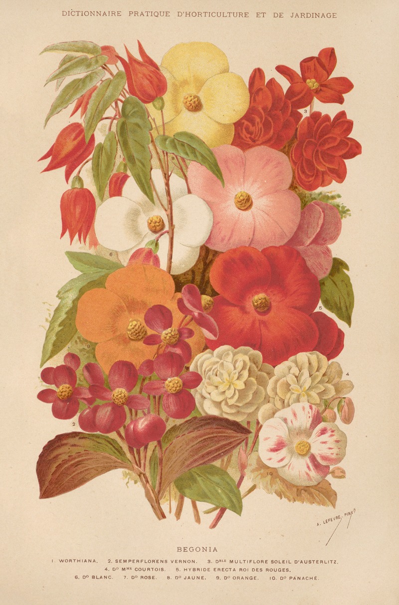 George Nicholson - Begonia