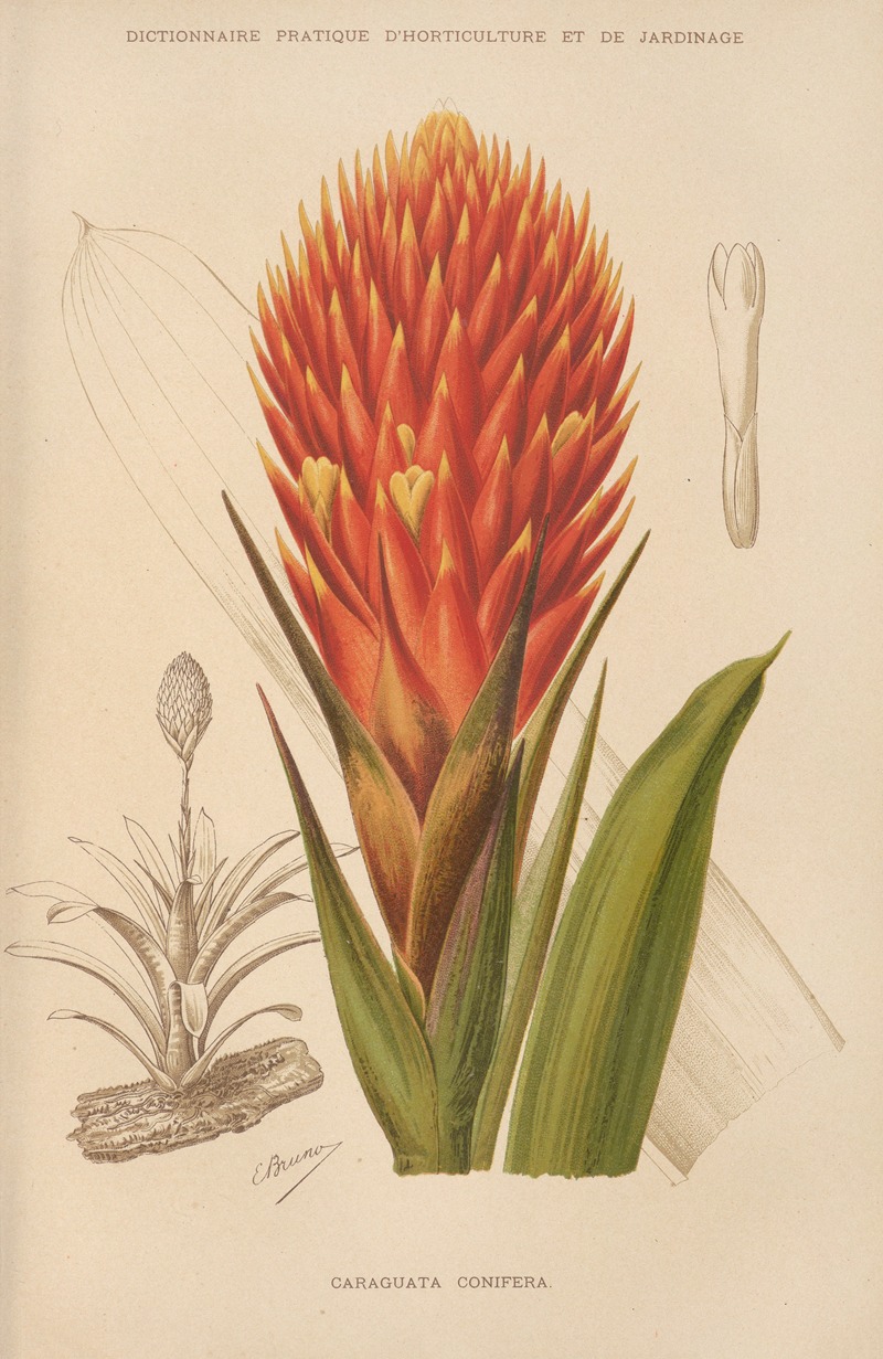 George Nicholson - Caraguata Conifera