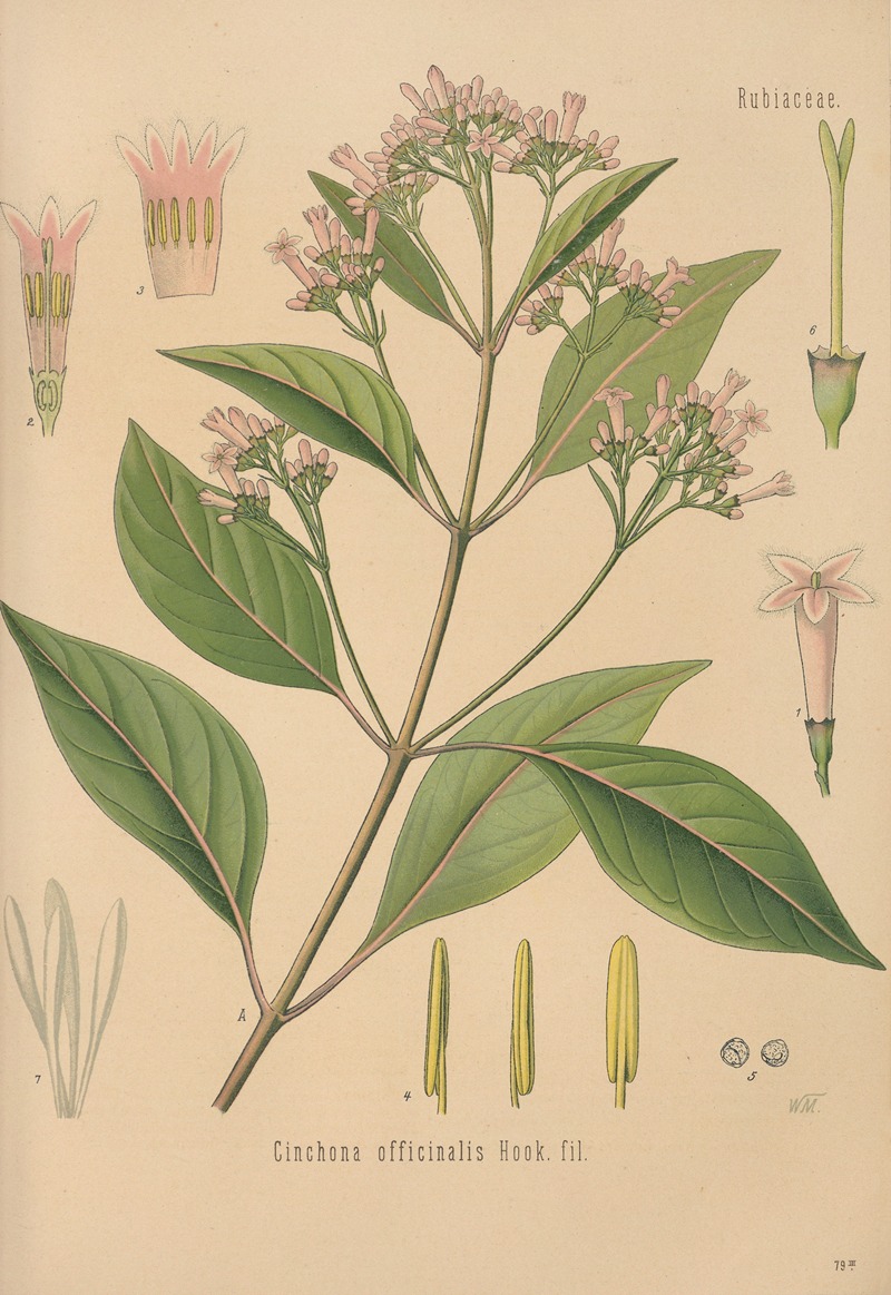 George Nicholson - Cinchona officinalis
