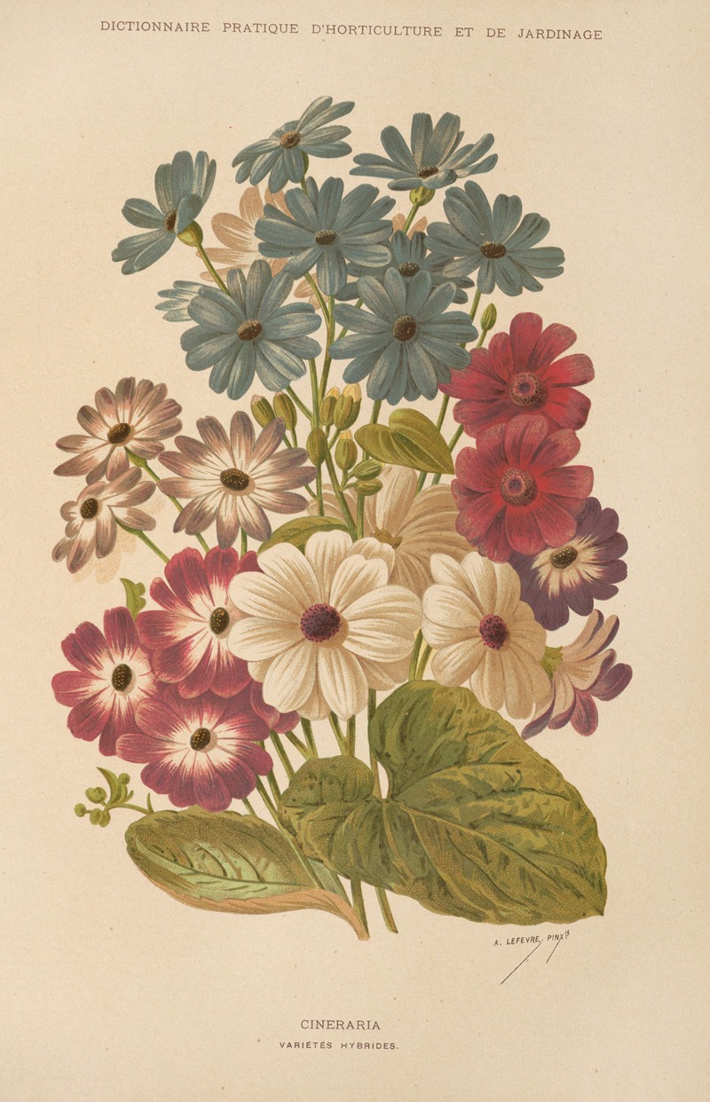 George Nicholson - Cineraria
