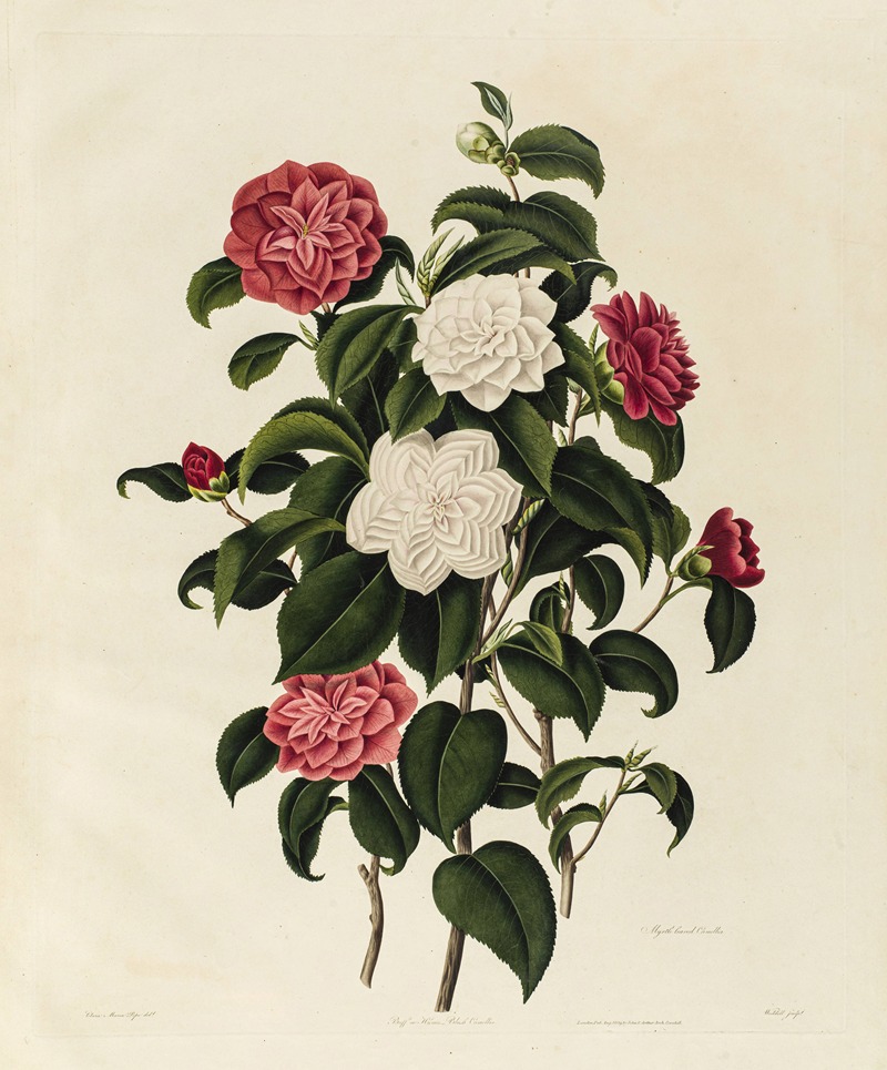 Clara Maria Pope - Buff or Humes-Blush Camellia, Myrtle leaved Camellia