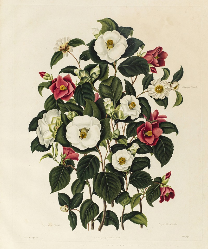 Clara Maria Pope - Single White Camellia, Single Red Camellia, Sasanqua Camellia