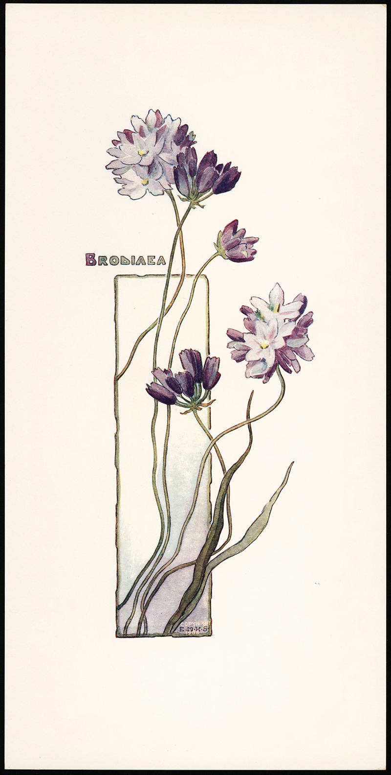 Elizabeth Moore Hallowell - Brodiaea