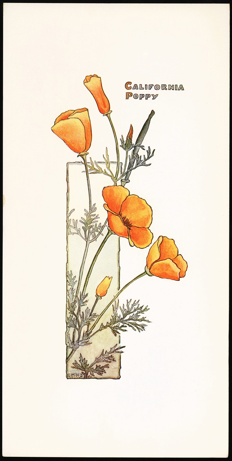 Elizabeth Moore Hallowell - California Poppy