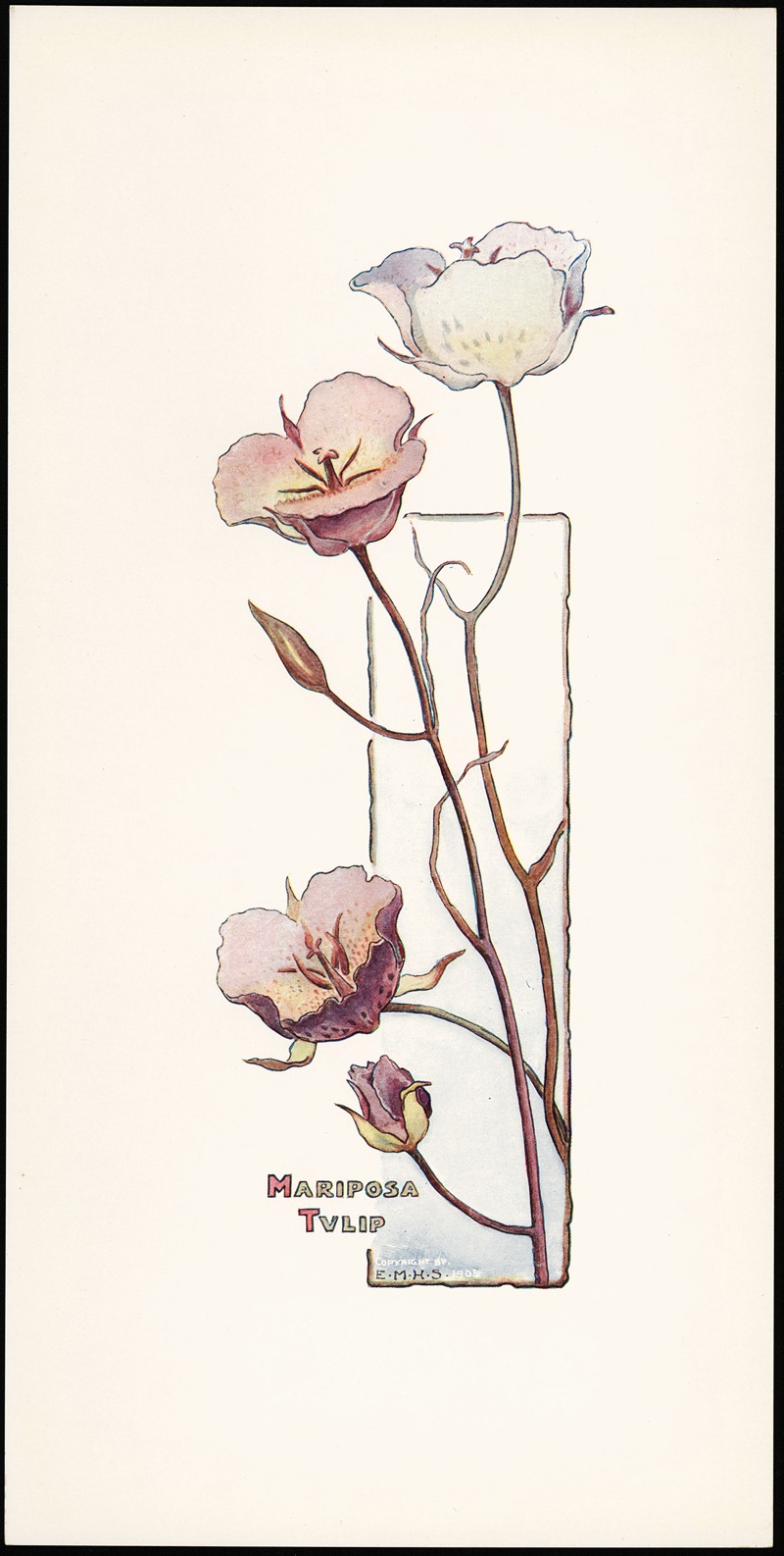 Elizabeth Moore Hallowell - Mariposa Tulip