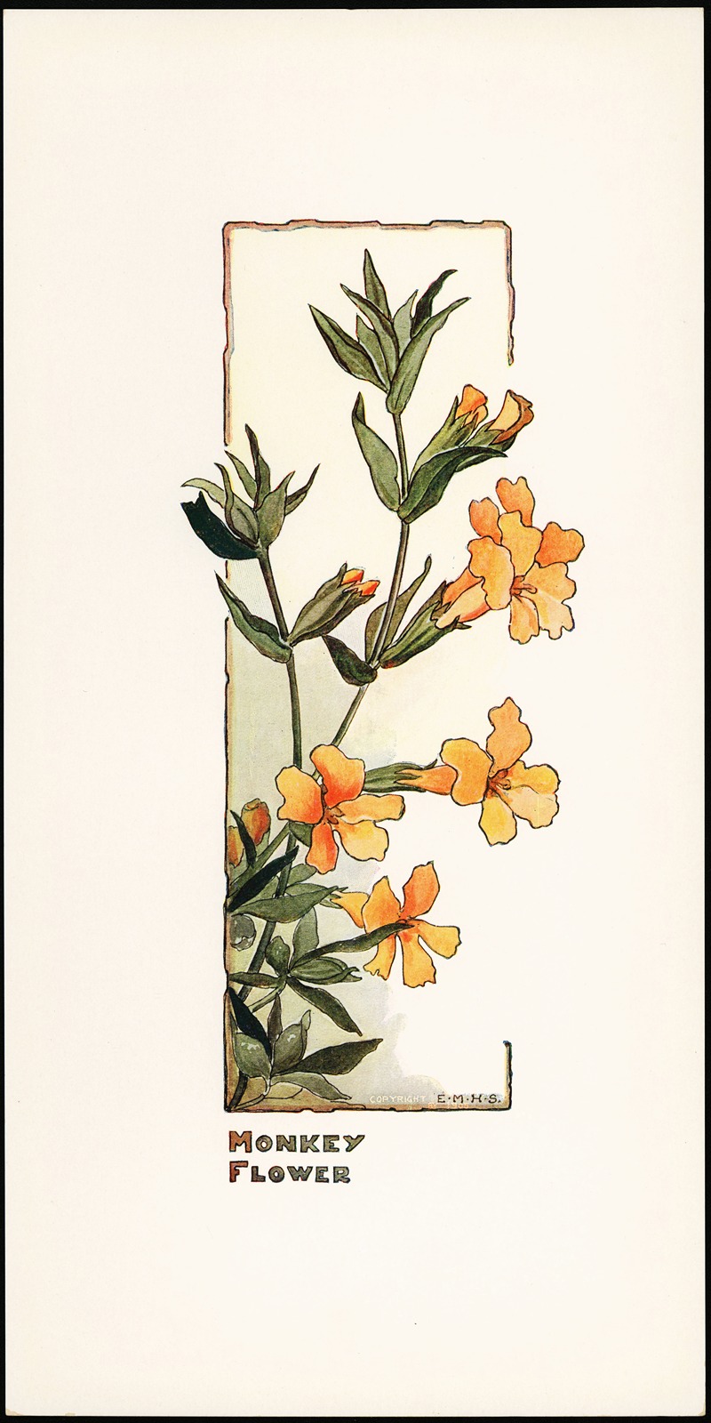 Elizabeth Moore Hallowell - Monkey Flower