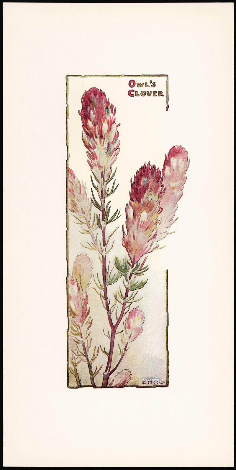Elizabeth Moore Hallowell - Owl’s Clover
