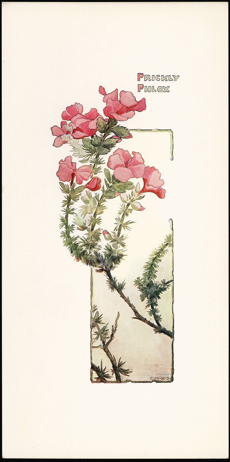 Elizabeth Moore Hallowell - Prickly Phlox