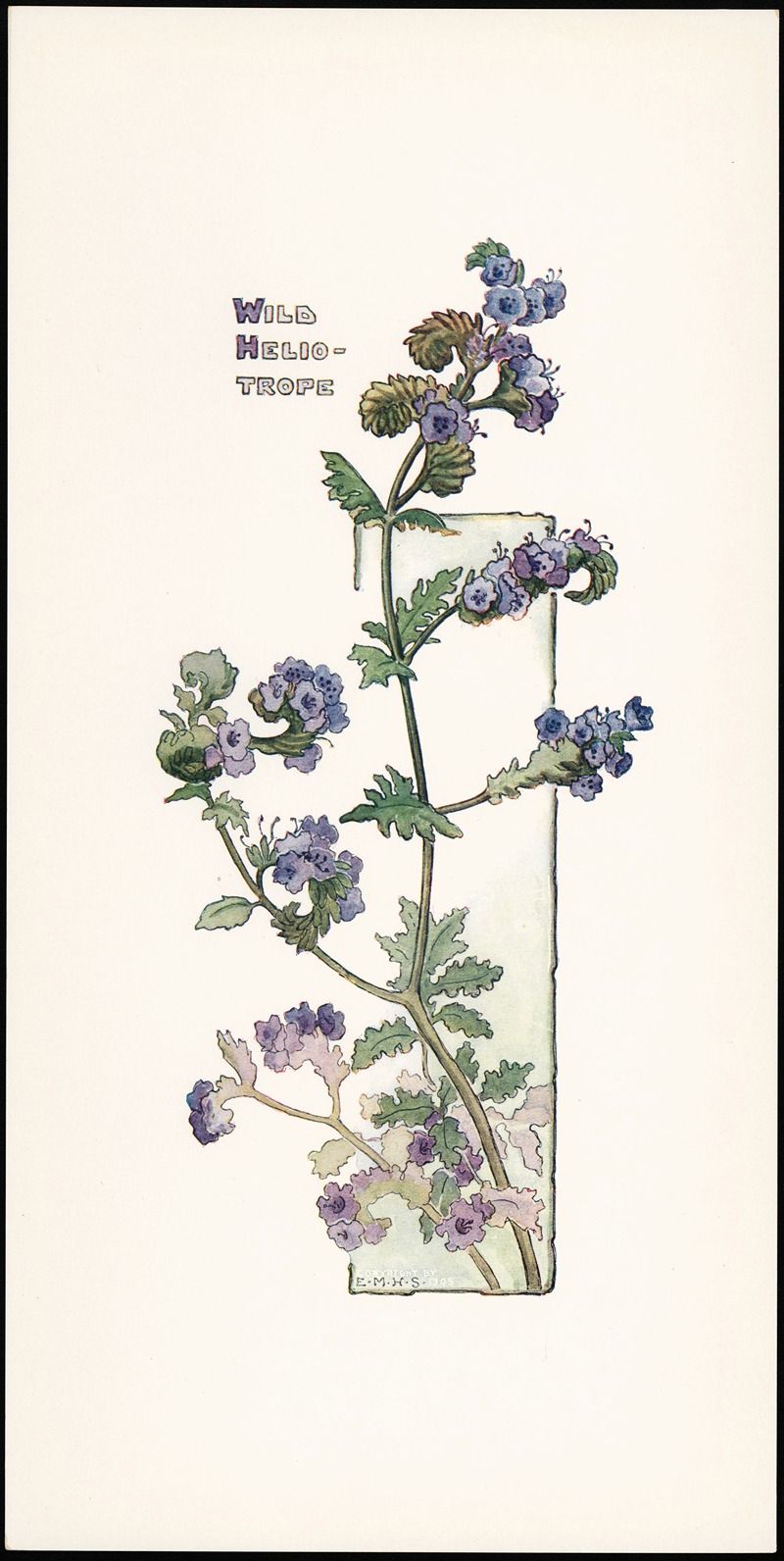 Elizabeth Moore Hallowell - Wild Heliotrope