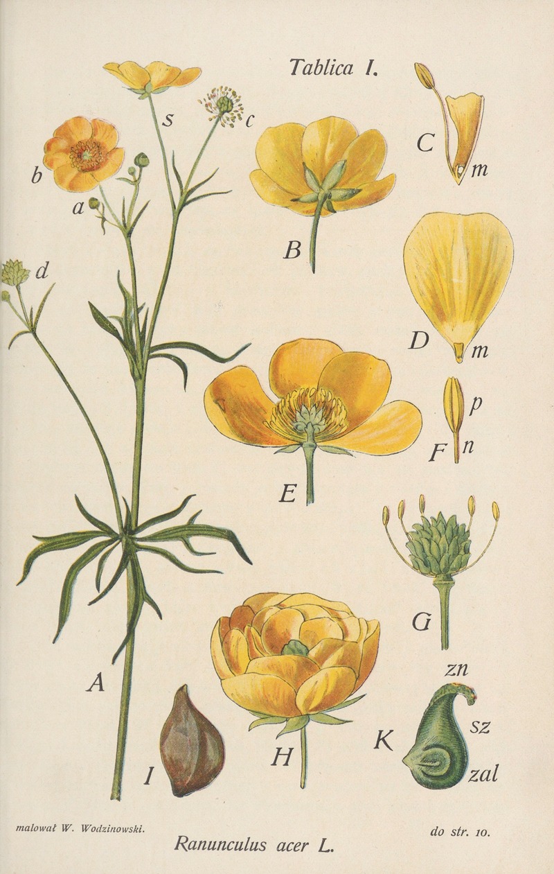 Józef Rostafiński - Ranunculus acer