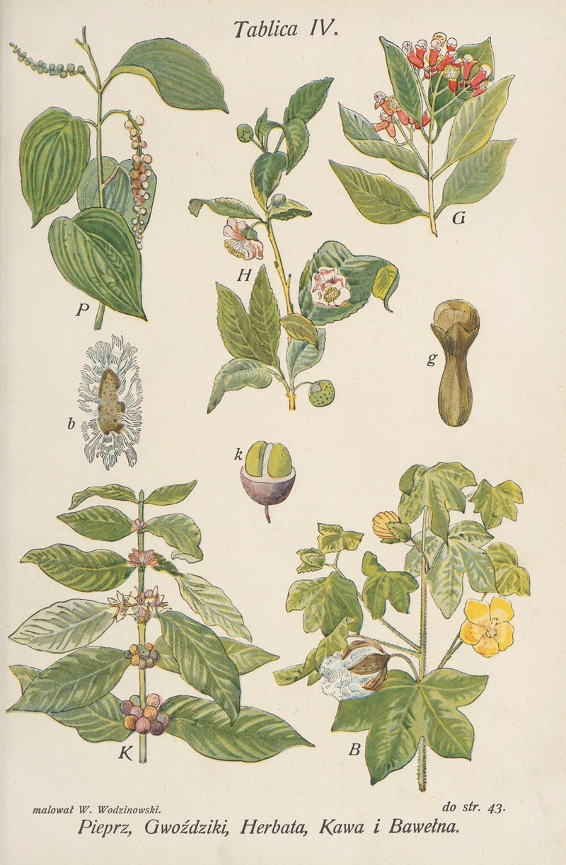 Józef Rostafiński - Pieprz, Gwożdziki, Herbata, Kawa i Bawełna