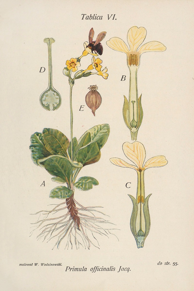 Józef Rostafiński - Primula officinalis
