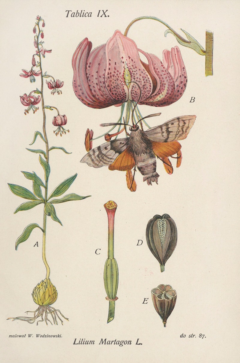 Józef Rostafiński - Lilium Martagon