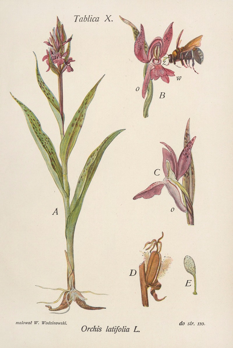 Józef Rostafiński - Orchis latifolia