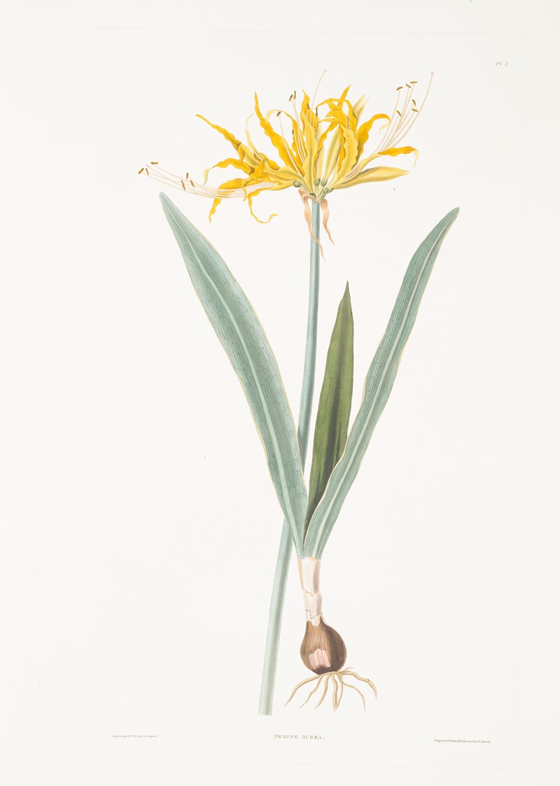 Priscilla Susan Bury - Nerine aurea