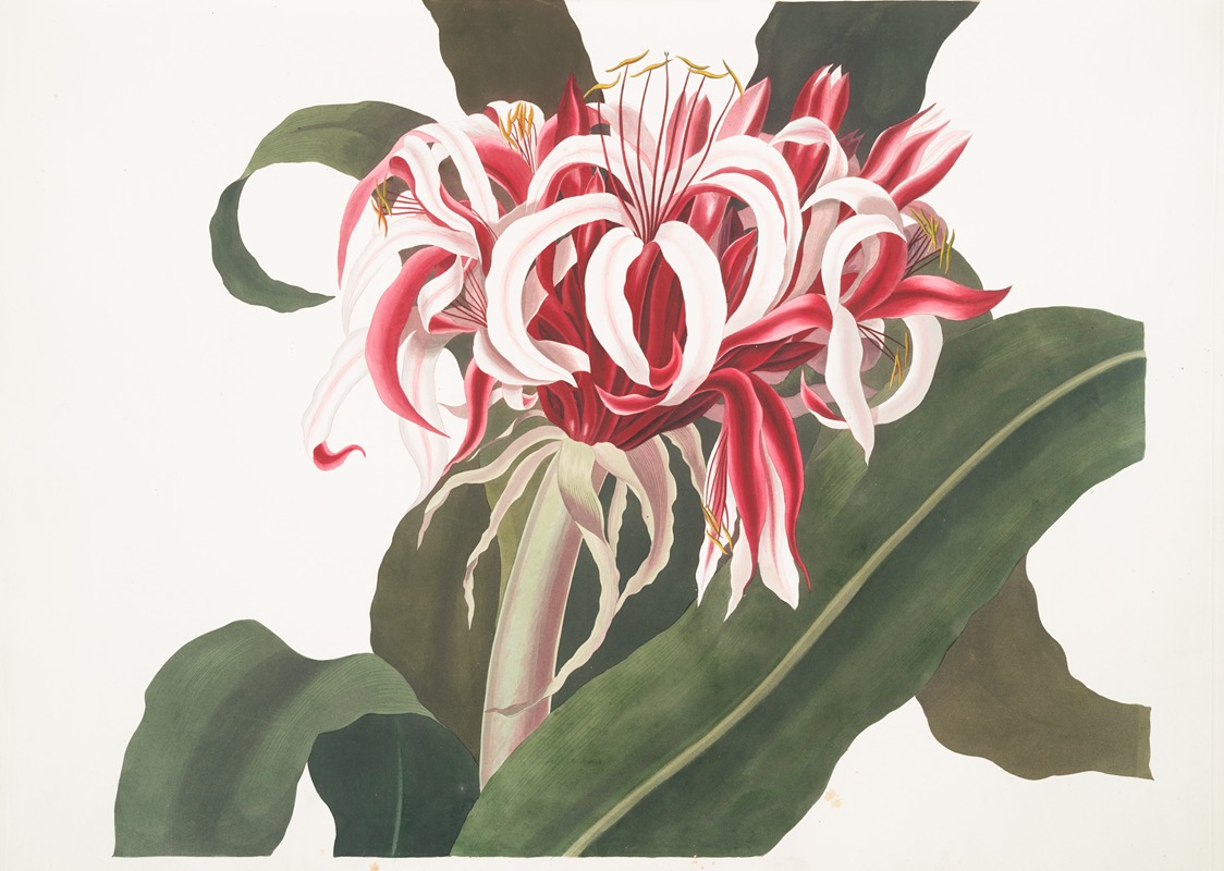 Priscilla Susan Bury - Crinium Augustum. [Queen Emma]
