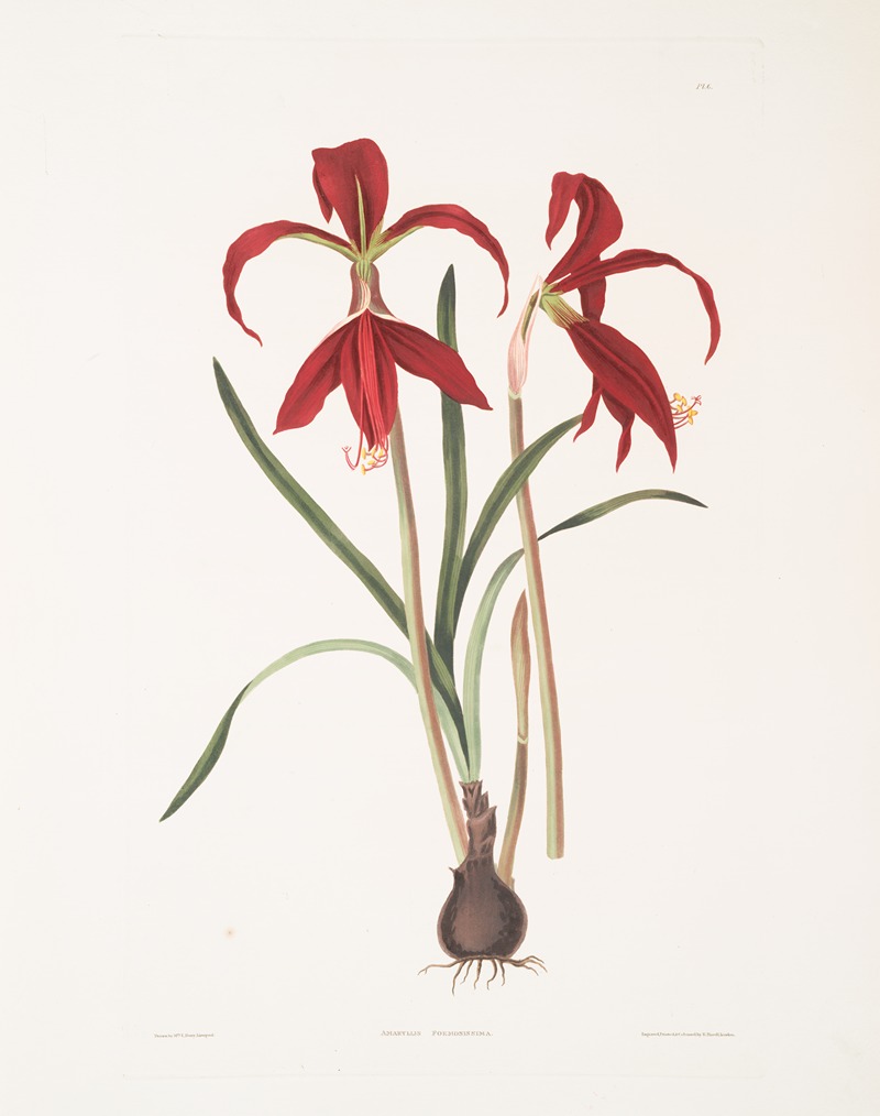 Priscilla Susan Bury - Amaryllis Formosissima