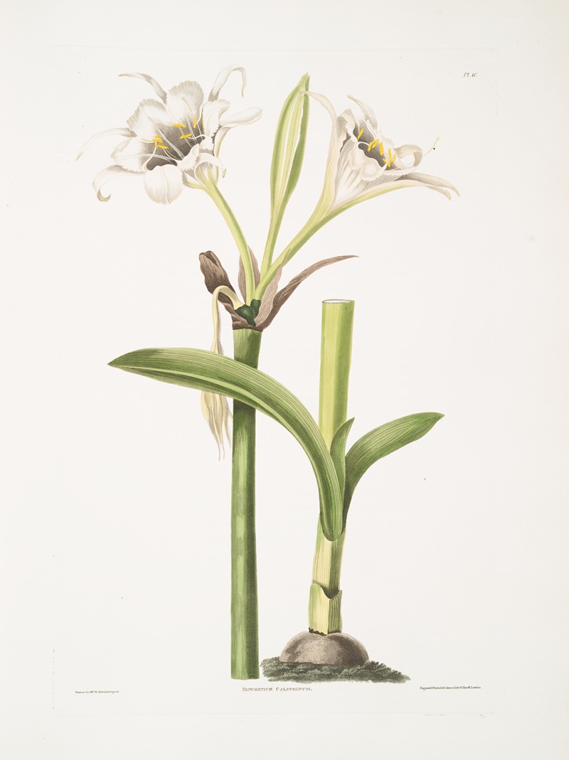 Priscilla Susan Bury - Pancratium calathinum