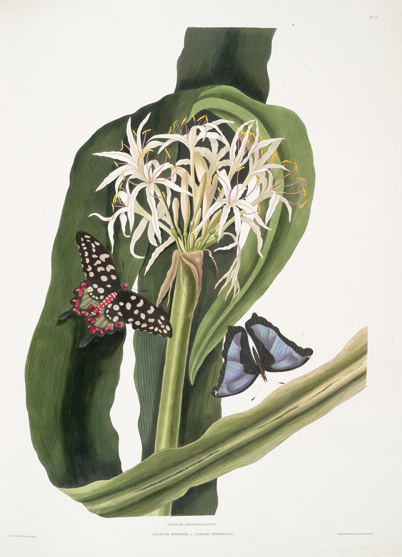 Priscilla Susan Bury - Crinum pedunculatum. [River lily] – 1. Papilio antenor. 2. Papilio menelaus. [Butterflies]
