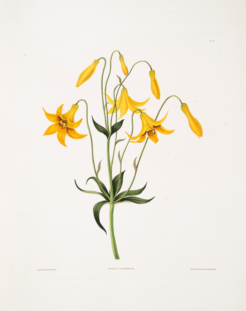 Priscilla Susan Bury - Lilium canadense. [Canada Lily, Wild Yellow Lily]
