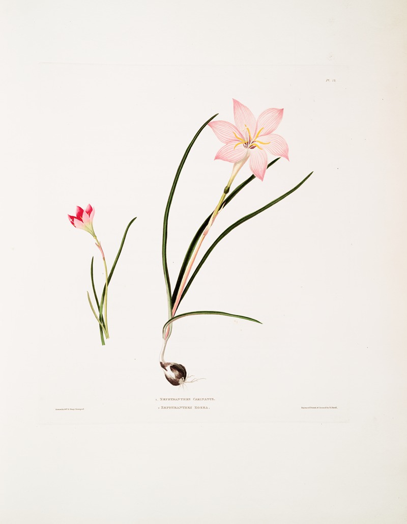 Priscilla Susan Bury - 1. Zephyranthes carinatus. 2. Zephyranthes rosea. [Zaphyr lily, Fairy lily, Rain lily]