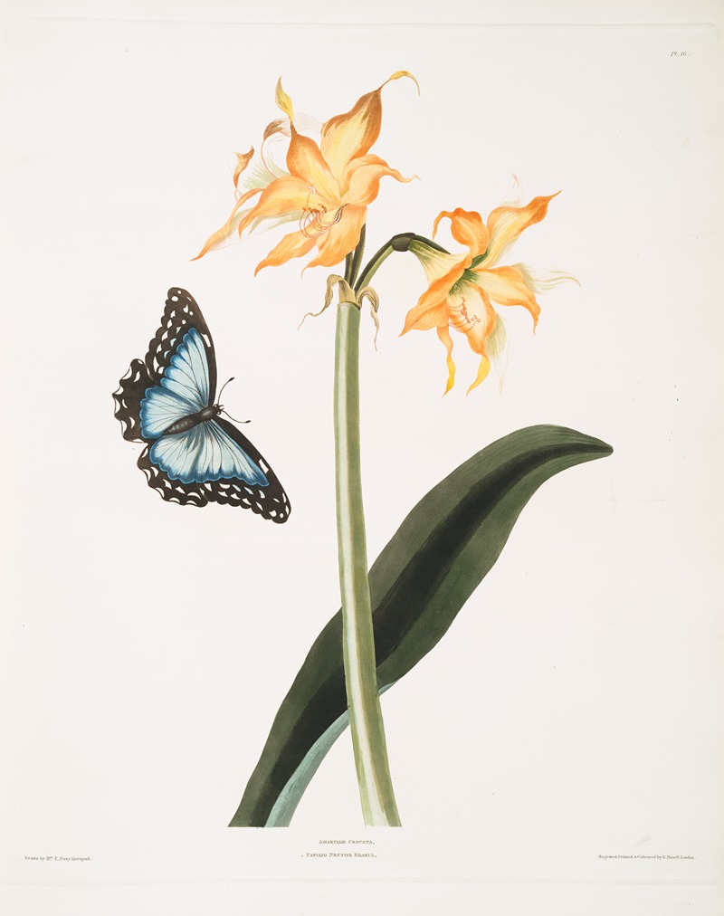 Priscilla Susan Bury - Amaryllis crocata – Papilio nestor branil