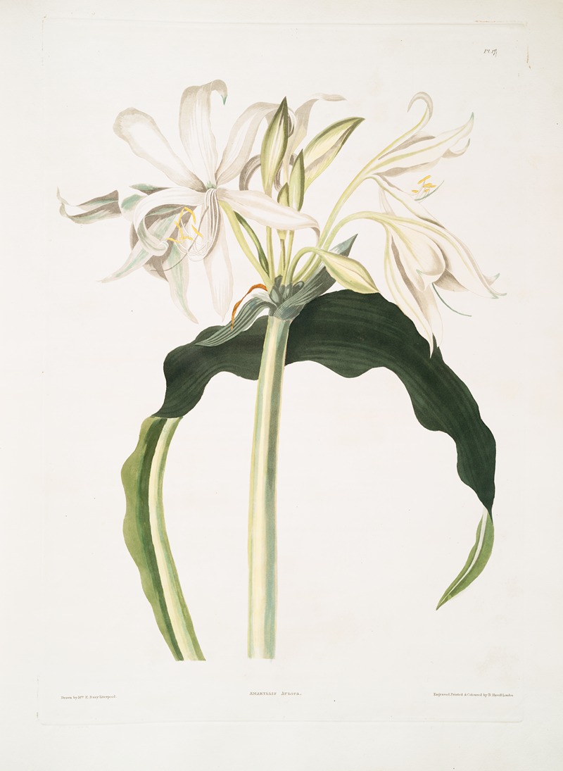 Priscilla Susan Bury - Amaryllis aulica