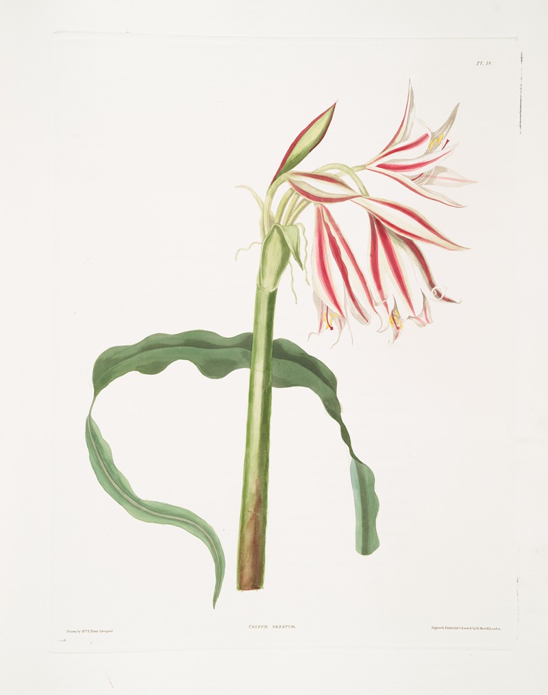 Priscilla Susan Bury - Crinum ornatum
