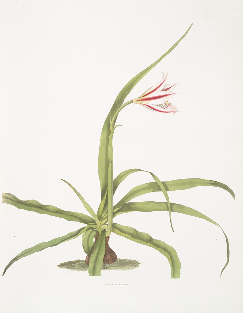 Priscilla Susan Bury - Crinum yuccæides