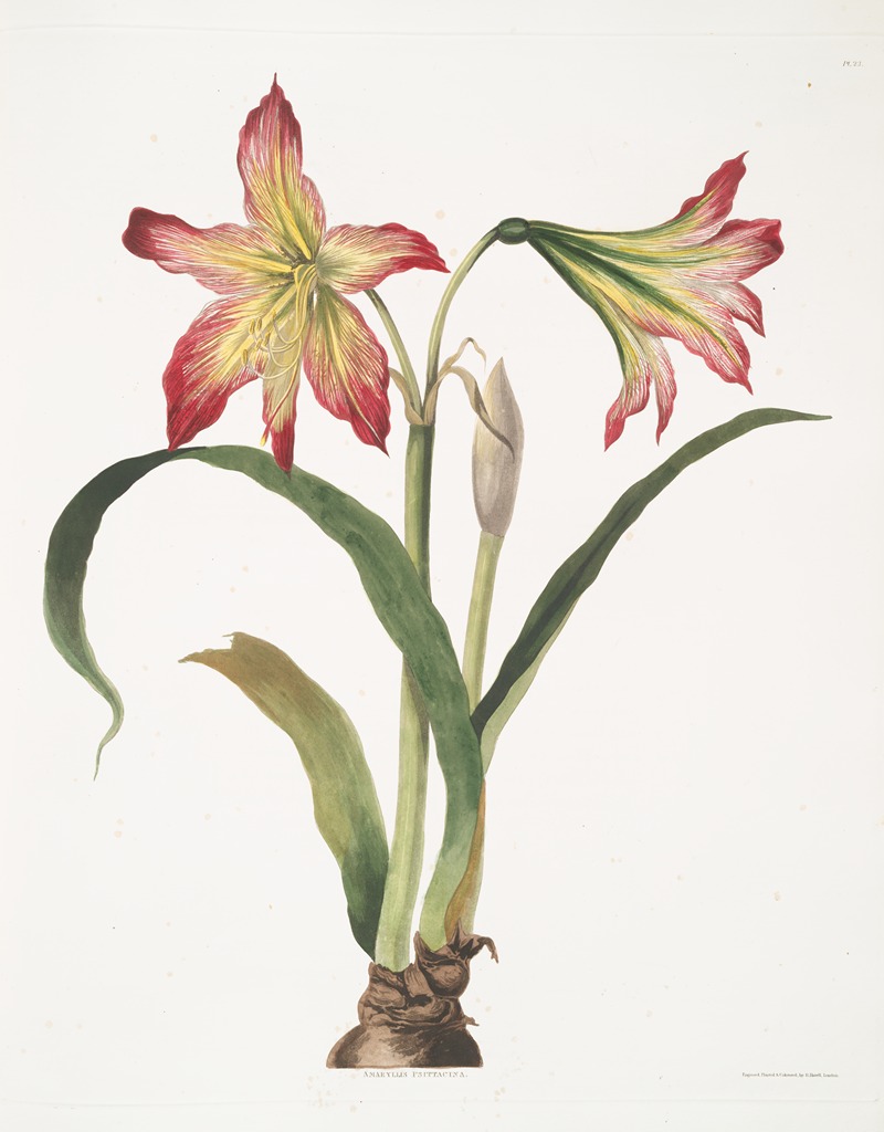Priscilla Susan Bury - Amaryllis psittacina [Parrotlily, Parrot flower, Red parrot beak, New Zealand Christmas bell]