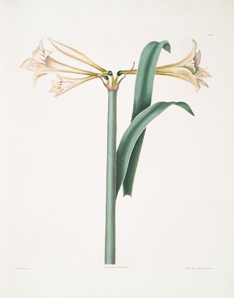 Priscilla Susan Bury - Amaryllis Harrisoni