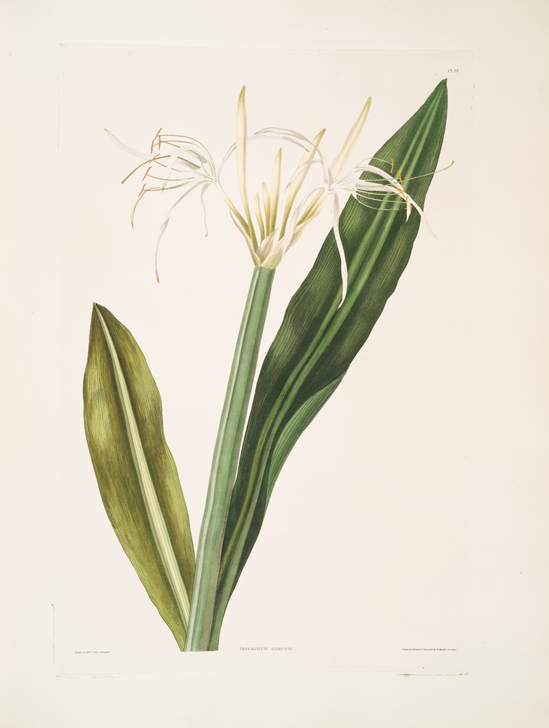 Priscilla Susan Bury - Pancratium amænum