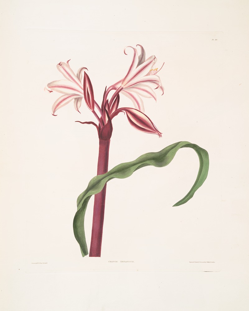 Priscilla Susan Bury - Crinum zeylanicum [Ceylon swamplily, Milk-and wine lily]