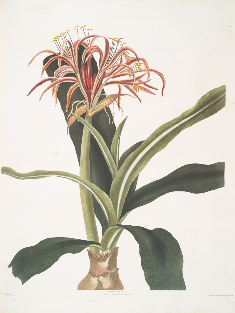 Priscilla Susan Bury - Crinum hybridum, Pedunculatum & Zeylanicum