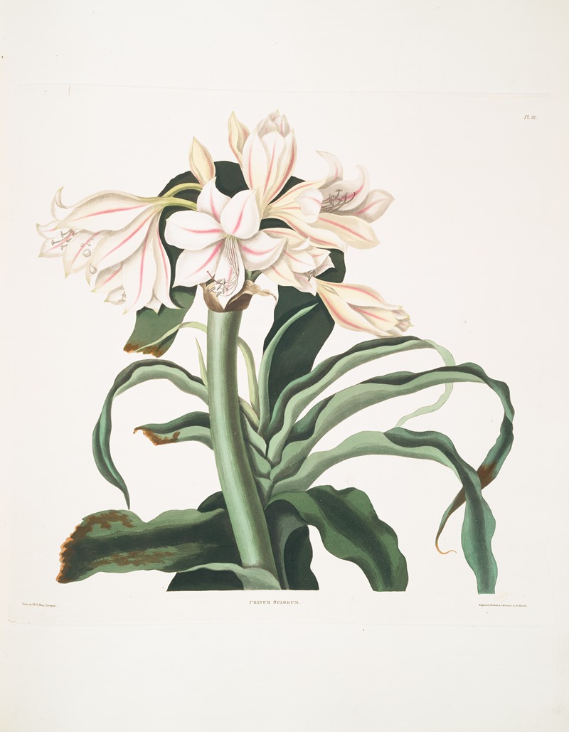 Priscilla Susan Bury - Crinum scabrum