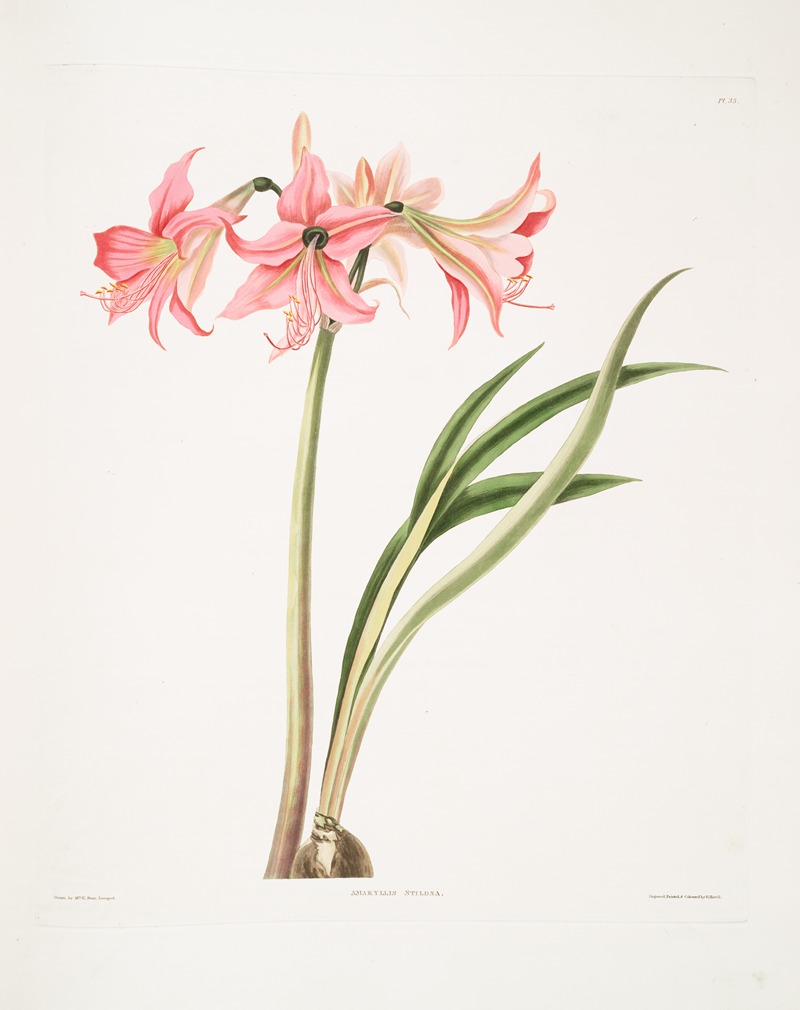 Priscilla Susan Bury - Amaryllis stilosa