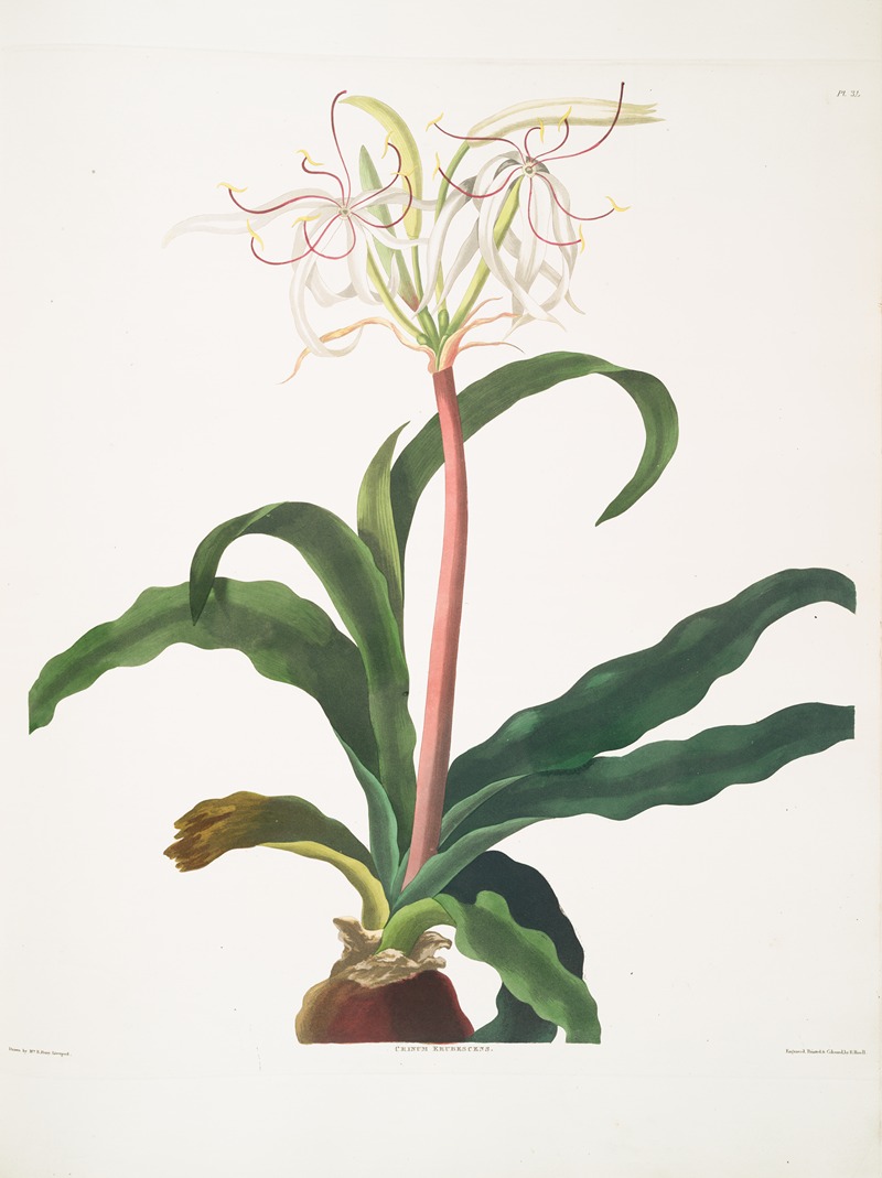 Priscilla Susan Bury - Crinum erubescens