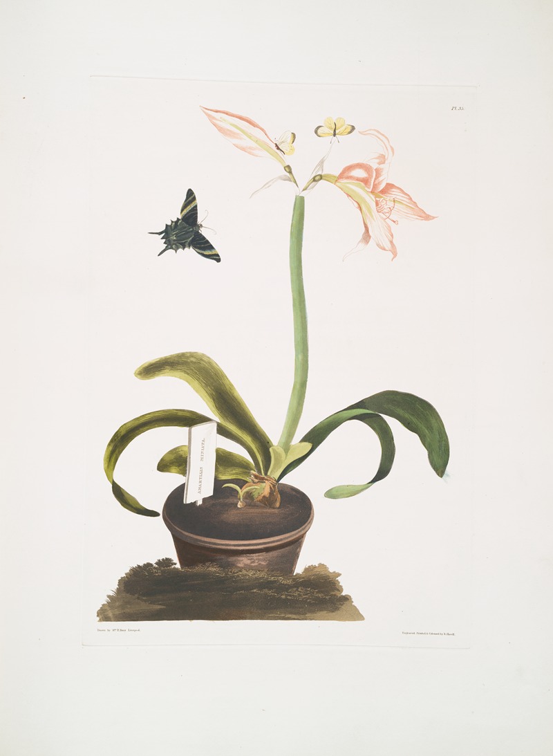 Priscilla Susan Bury - Amaryllis miniata