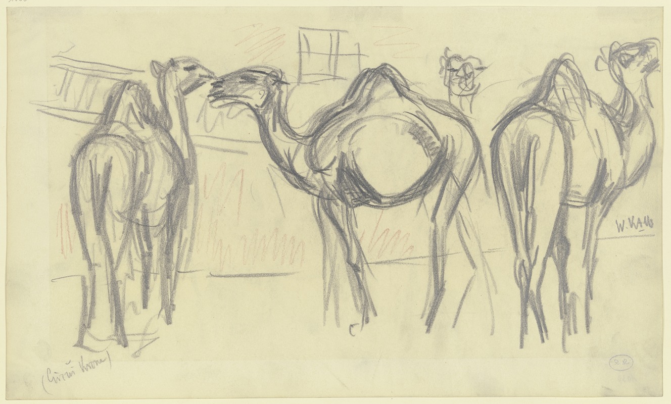 Wilhelm Kalb - Camels (Circus Krone)