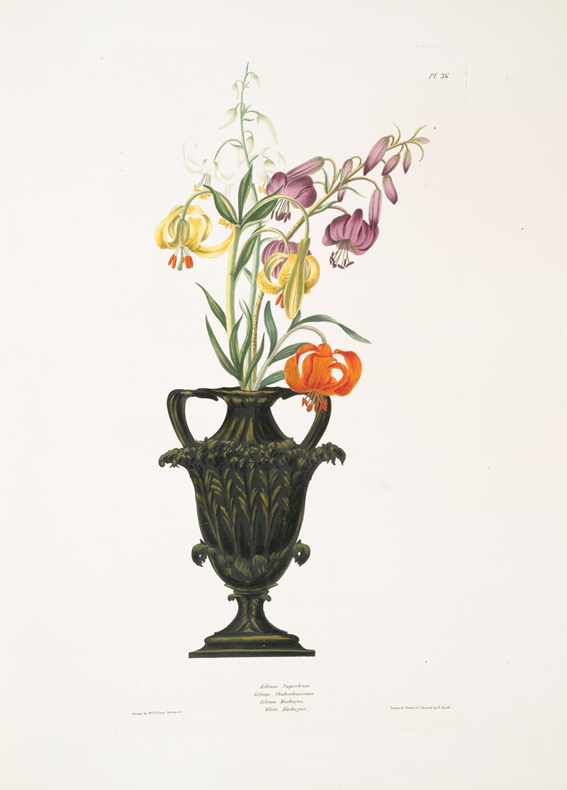 Priscilla Susan Bury - Lilium pomponium, Lilium chalcedonicum, Lilium martagon varieties