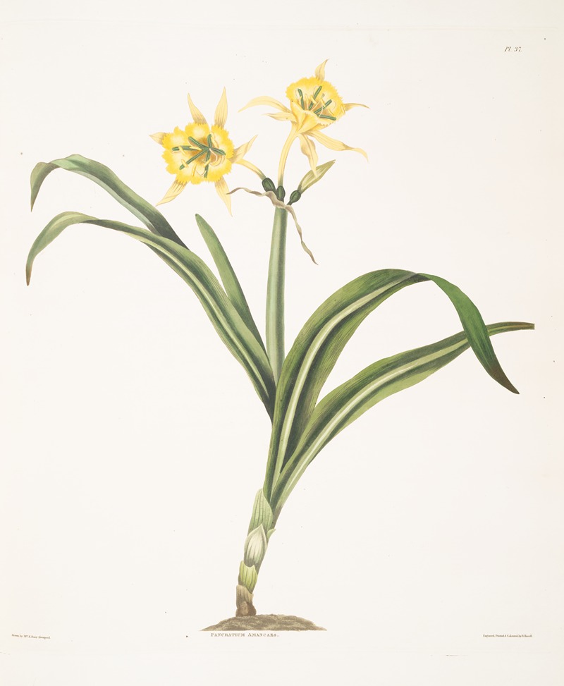 Priscilla Susan Bury - Pancratium amancaes