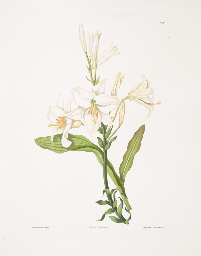 Priscilla Susan Bury - Lilium candidum