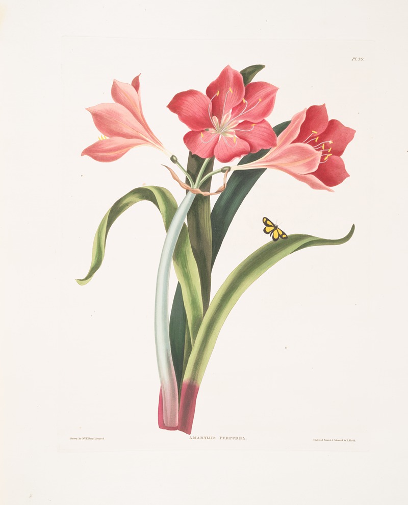 Priscilla Susan Bury - Amaryllis purpurea (major)
