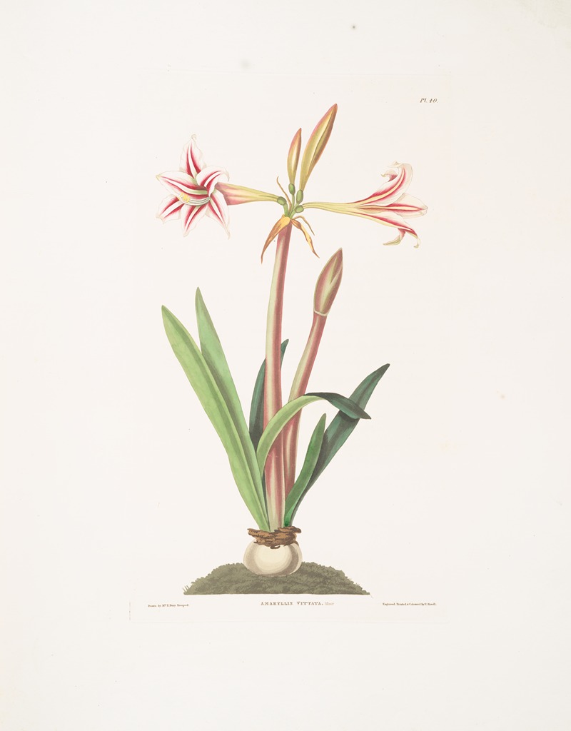 Priscilla Susan Bury - Amaryllis vittata (minor)