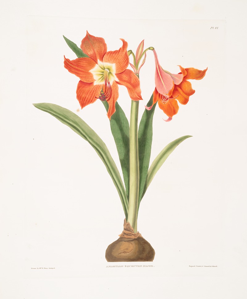 Priscilla Susan Bury - Amaryllis equestris (major)