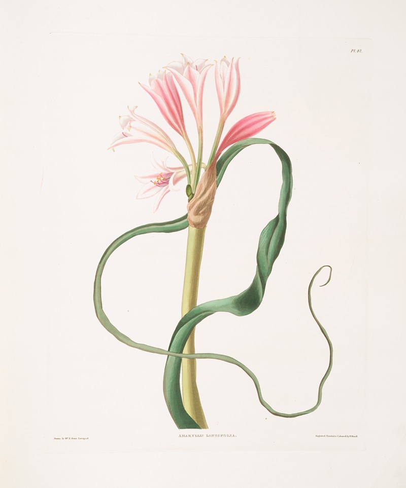Priscilla Susan Bury - Amaryllis longifolia (glauca)