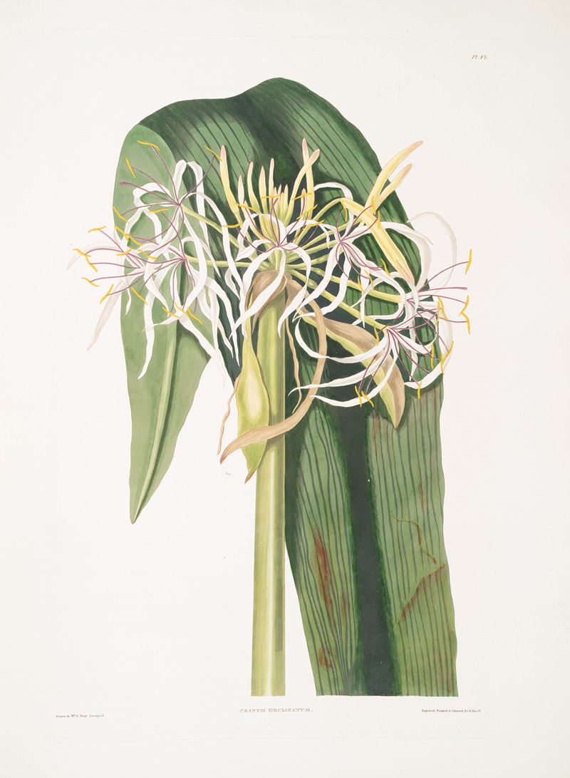 Priscilla Susan Bury - Crinum declinatum